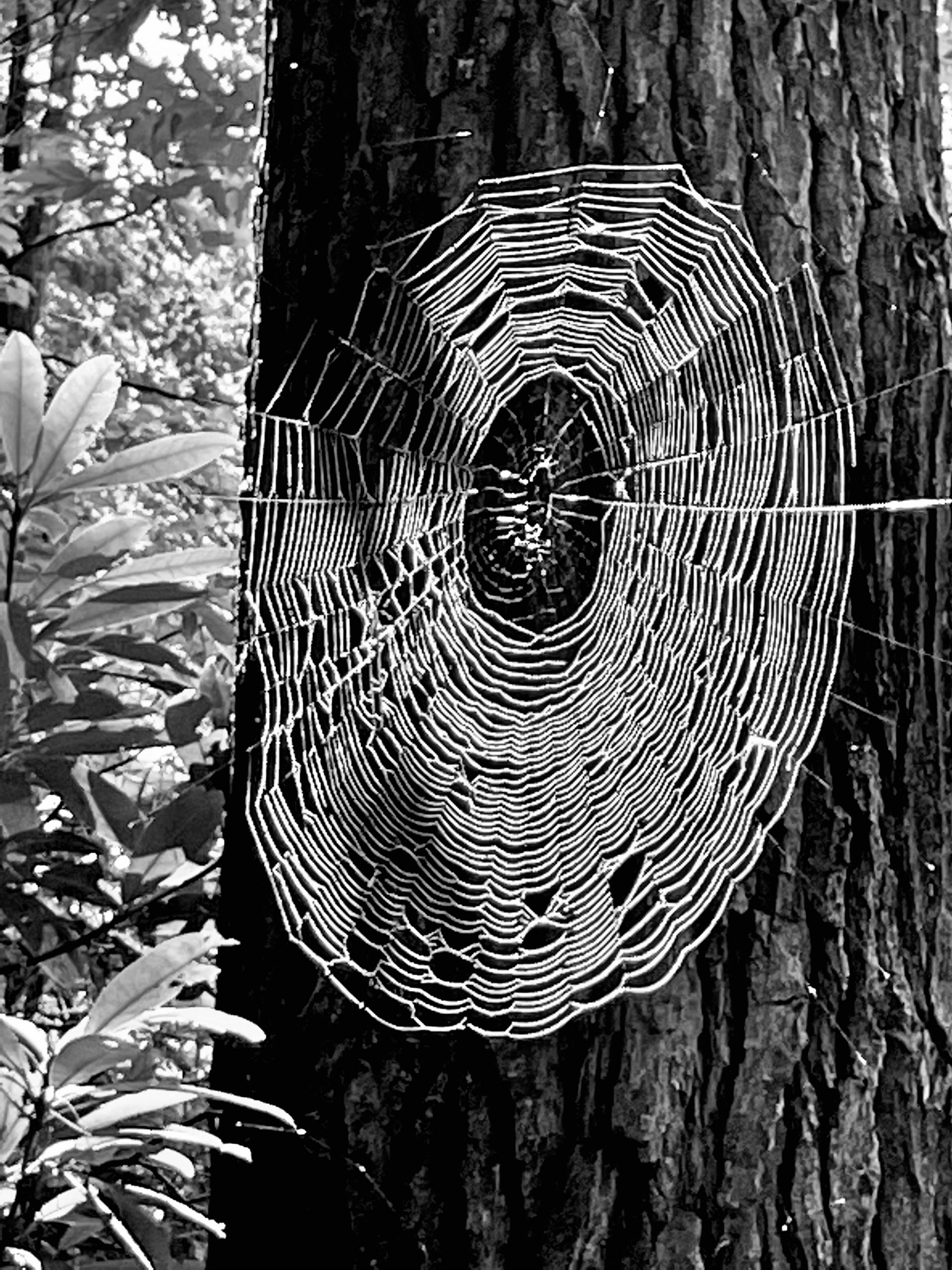 Red River Posting a  on the  The Life of C.L. Boss